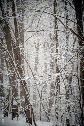 winter forest in the snow