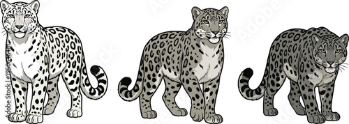 Leopard illustration collection, detailed spotted big cat wildlife animal vector set standing poses isolated on white background