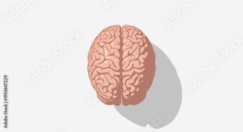 Human brain illustration with shadow