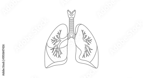 human lungs anatomy illustration