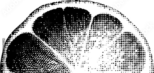 Halftone citrus fruit illustration in black and white for vintage design