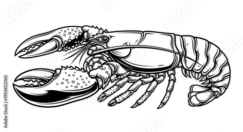 Detailed Lobster Illustration - A Crustacean in Black and White.
