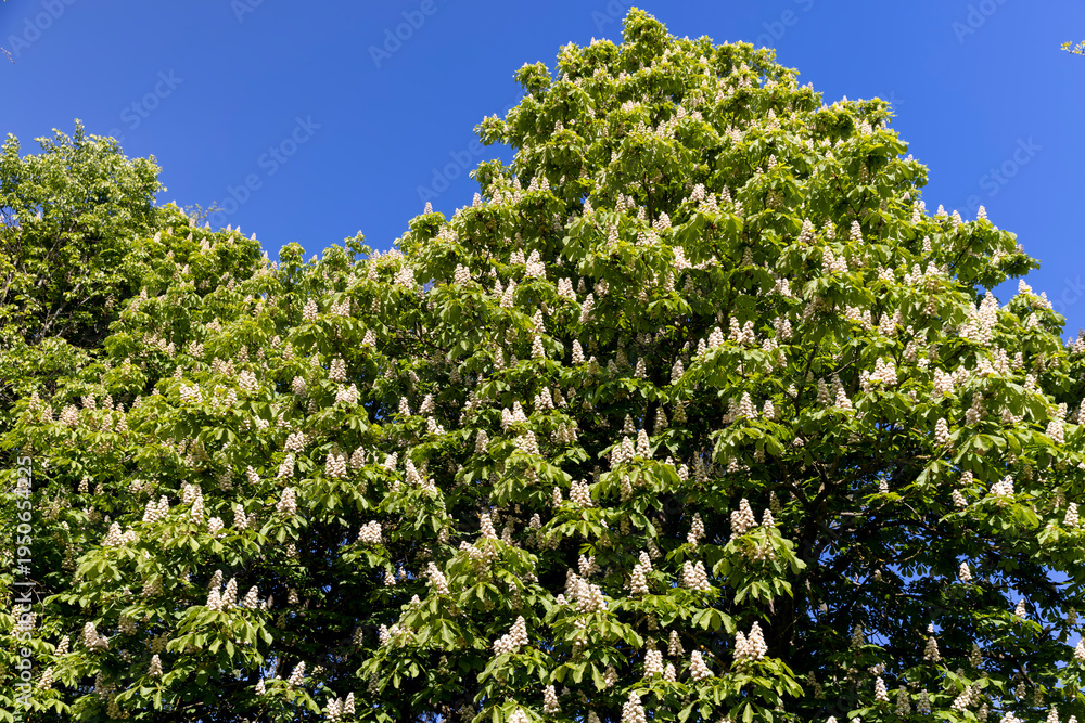 Fototapeta premium chestnut foliage with white beautiful flowers in the spring season in the park with deciduous trees, beautiful chestnut flowers and green foliage in the warm spring season