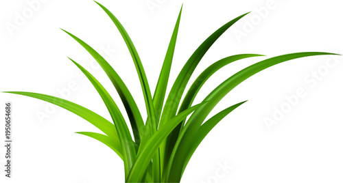 Realistic green grass. Bushes of fresh greens. Spring meadow. Summer lawn. Glade with plants. Nature landscape vector illustration.