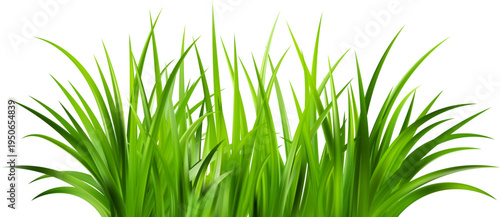 Realistic green grass. Bushes of fresh greens. Spring meadow. Summer lawn. Glade with plants. Nature landscape vector illustration.