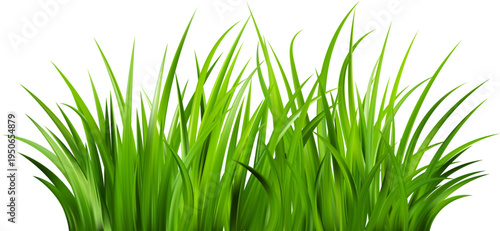 Realistic green grass. Bushes of fresh greens. Spring meadow. Summer lawn. Glade with plants. Nature landscape vector illustration.