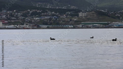 various areas of aquatic life floating in the waters of the canal of vigor