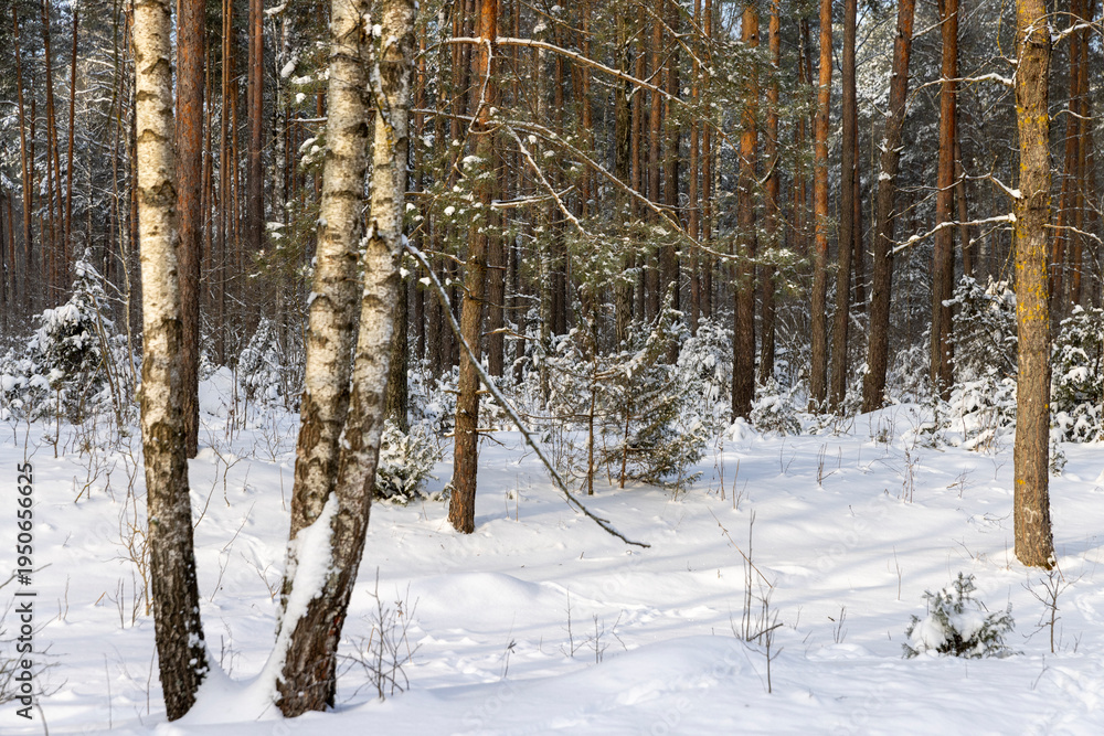 Fototapeta premium forest with tall snow-covered trees, nature after snowfalls in the winter season, birch trees in the forest in the winter cold season covered with white snow in cloudy weather