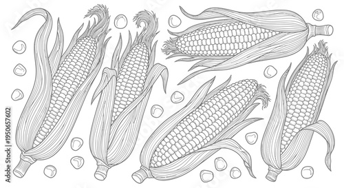 Assorted corn cobs and kernels illustration showing ears of maize and grain in monochrome style.