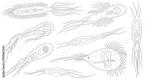 Collection of delicate line drawings depicting various crustaceans and marine zooplankton.