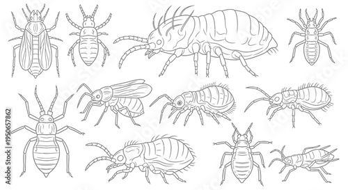 Detailed sketch of multiple lobsters and crustaceans showing anatomy and exoskeletons.