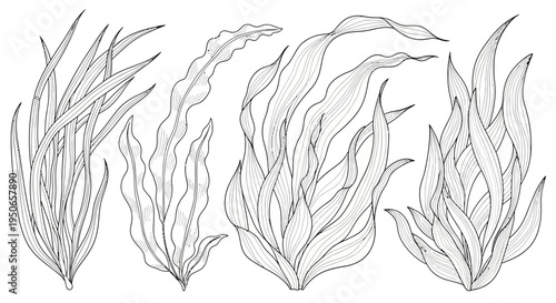Sketches of three seaweed fronds with flowing lines in grayscale study.