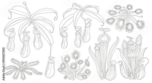 Sketch of Various Tropical Plants and Flowers in Pencil, Botanical Illustration.