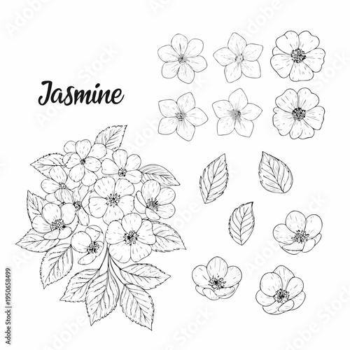 Detailed botanical illustration of jasmine flowers and lush green foliage