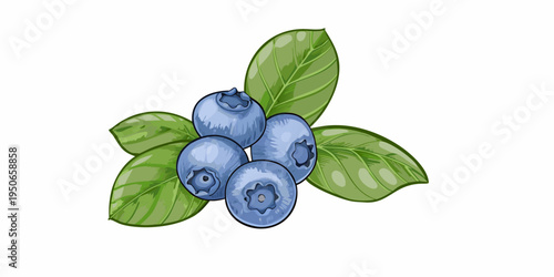 A vibrant illustration depicts a small cluster of fresh blueberries with leaves