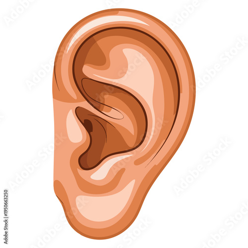 Realistic illustration of human ear symbolizing sense of hearing and act of listening, detailed anatomy artwork ideal for medical and education themes