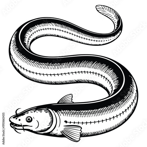 Retro style Japanese eel ink sketch fish hand drawn vector illustration isolated on white background ideal for marine wildlife artwork