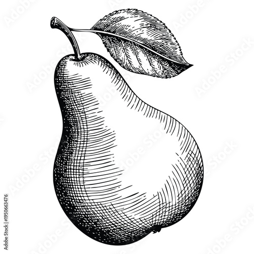 Retro style pear ink sketch hand drawn vector illustration isolated on white background ideal for botanical fruit engraving and classic design themes
