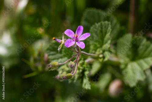 Close-up of a Tiny Purple M...