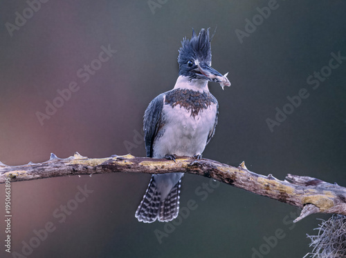 Fotografija Kingfisher on Branch with Minnow