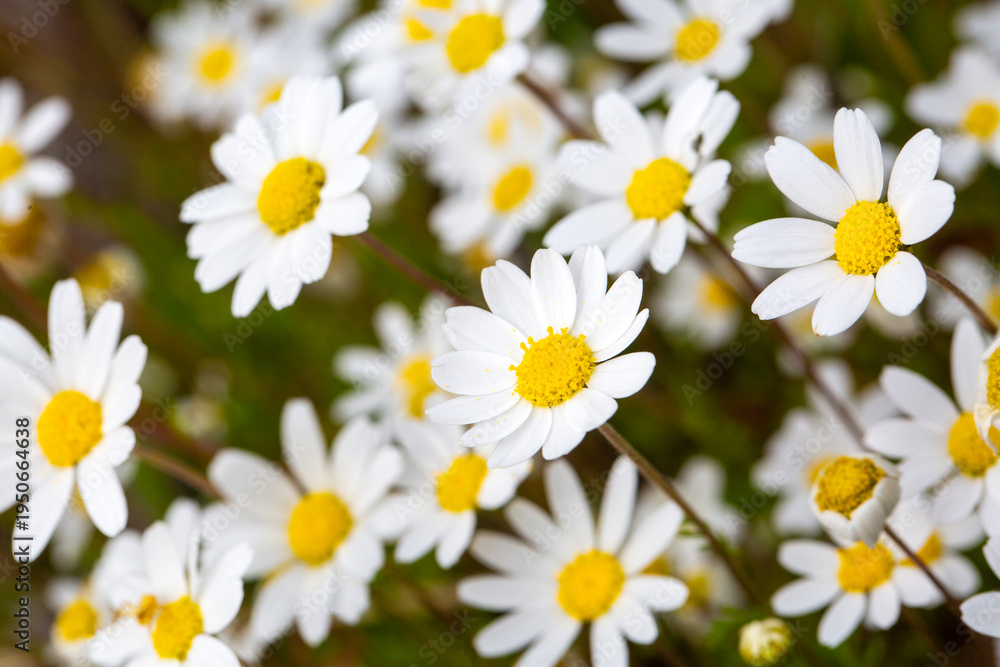 Fototapeta premium Bright Field of Common Daisies - Bellis Perennis - in Spring Sunlight - Macro View