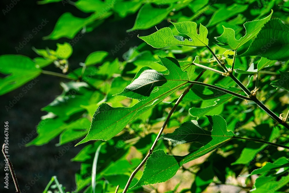 Naklejka premium hojas de arbol