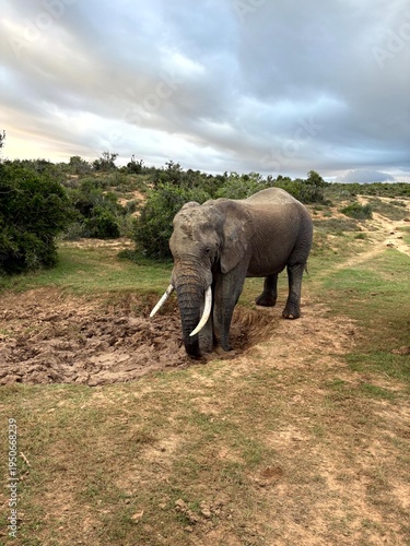 Картината върху платно Large African Elephant with Tusks Digging at Mud Wallow Addo Park