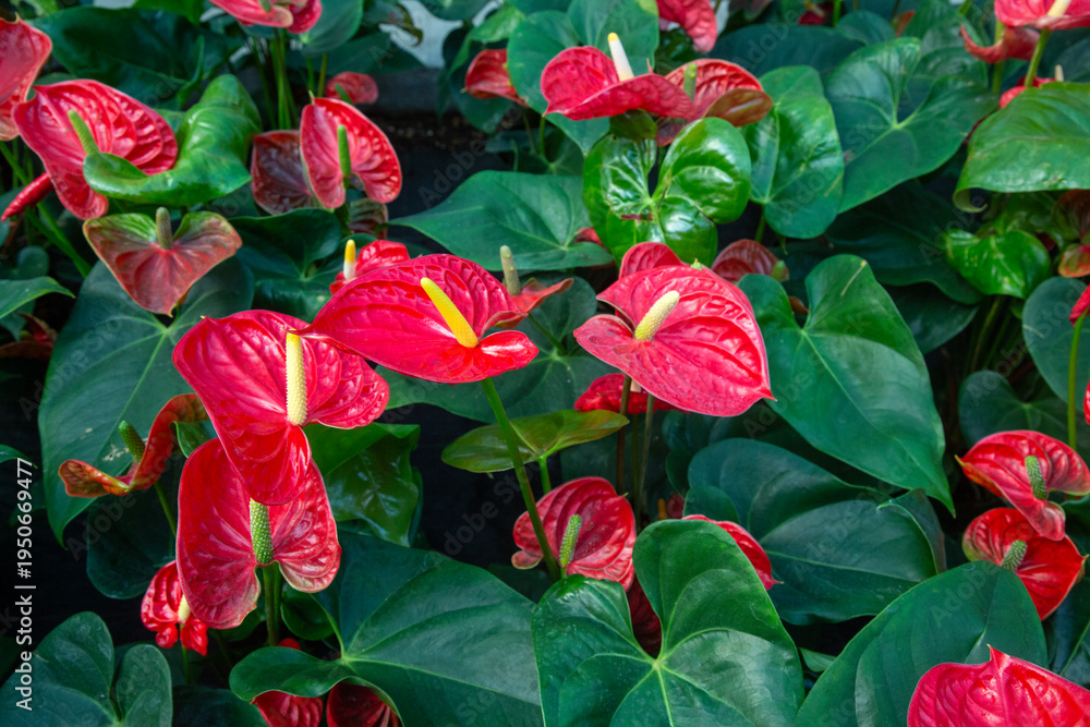 Obraz premium Group of Vibrant Red Anthurium (Flamingo Flower) Plants with Lush Green Leaves