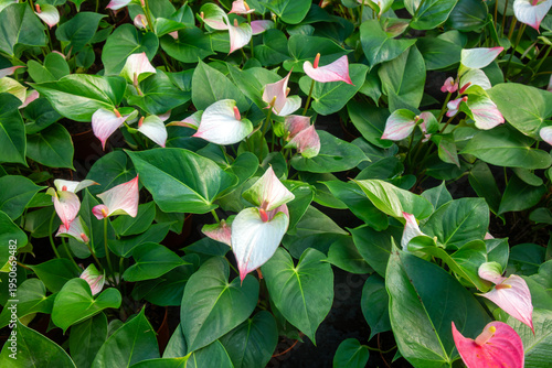 Group of Delicate White and Pink Anthurium (Flamingo Flower) Plants with Lush Green Leaves