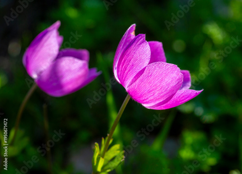 Wild flower in nature, spri...