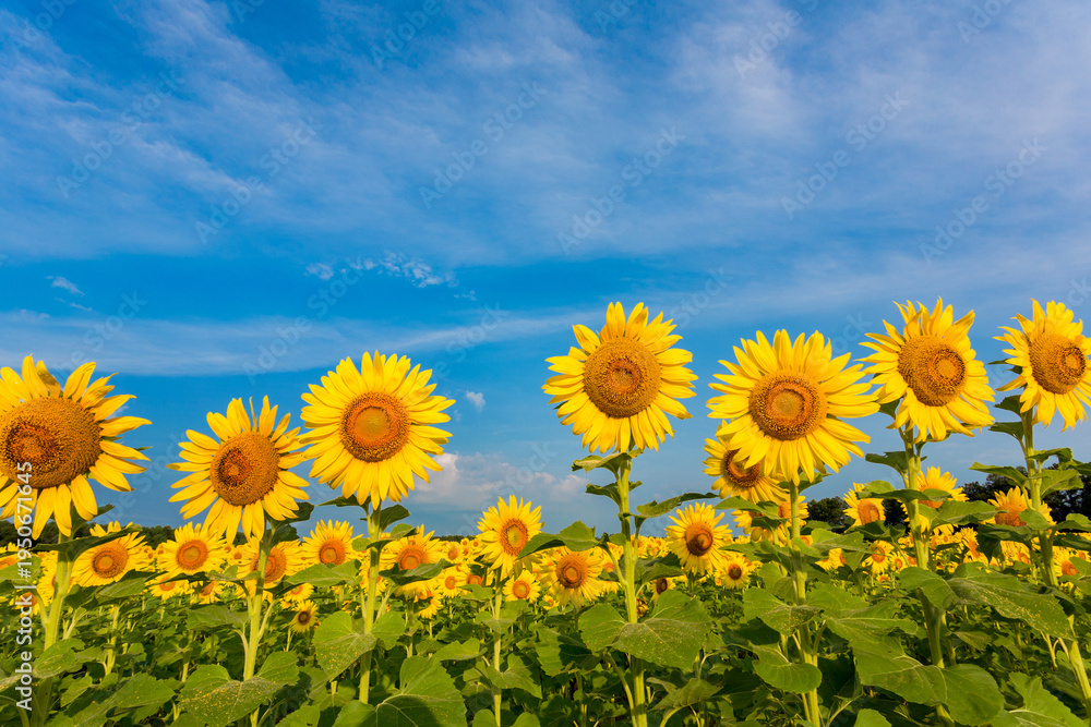 Fototapeta premium 63801-07520 Sunflower field Sam Parr State Park Jasper County, IL
