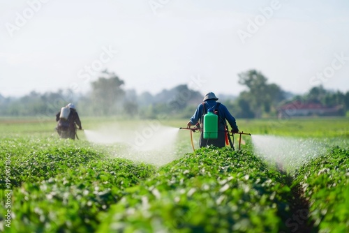 Farmers spray crops in green field for pest control and growth in modern agricultural practices