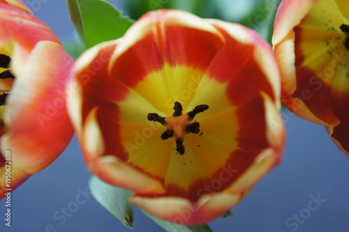 Spring Tulips