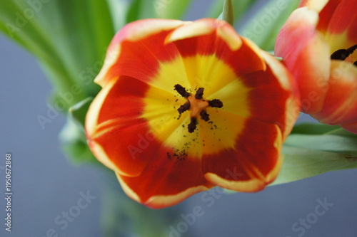 Spring Tulips