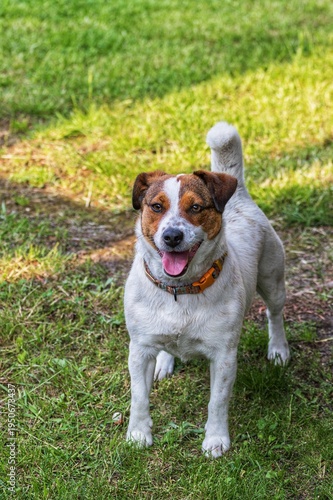 Fotografia jack russell terrier