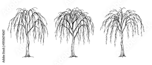 Weeping willow tree set with elegant trailing branches featuring fine line art, delicate design, nature illustration with botanical element and graceful silhouette