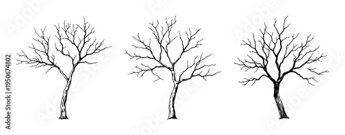 Dead Tree Branch set with isolated silhouette on white background featuring bark, leaf remnants, and natural decay with black line art and illustration