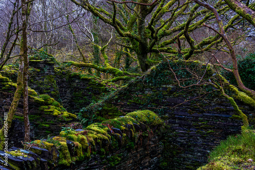 Foto Moss-covered slate walls of a ruined industrial building reclaimed by woodland a