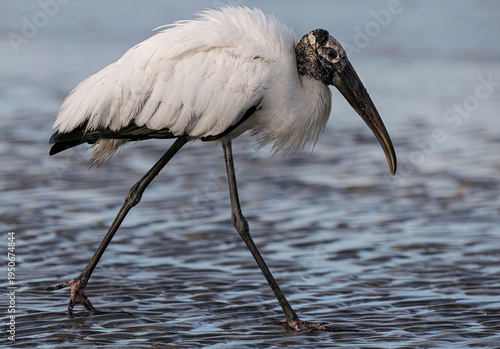 Fotografie Wood Stork