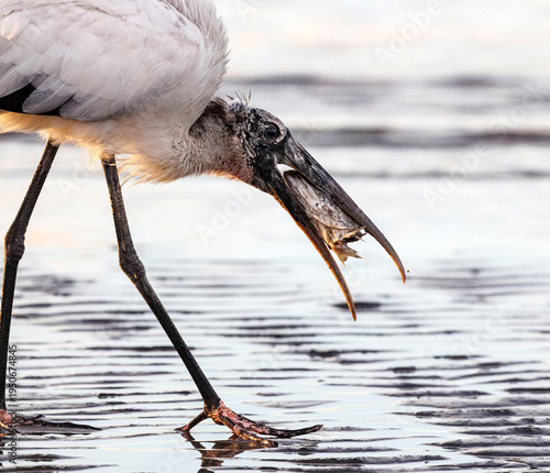 Wood Stork