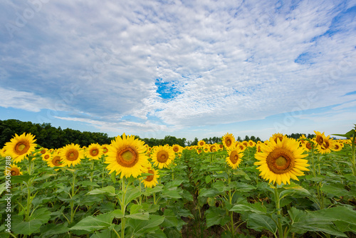 63801-11110 Sunflowers in field Jasper Co.  IL