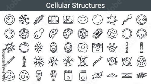 Microscopic cellular structures and organelles representing fundamental units of living organisms illustrated as minimal outline