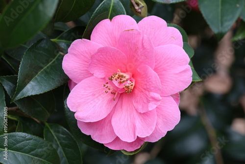 Camellia 'Inspiration' (_reticulata_ × _saluenensis_).  Single close up of bring pink double camellia flower. 