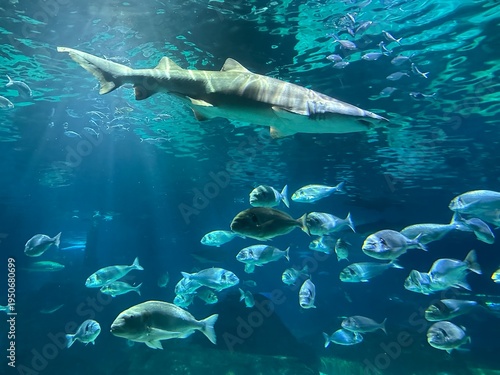 Acquario Marino – Squalo, Pesci Tropicali e Coralli Colorati