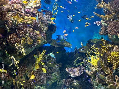 Acquario Marino – Pesci Tropicali e Coralli Colorati