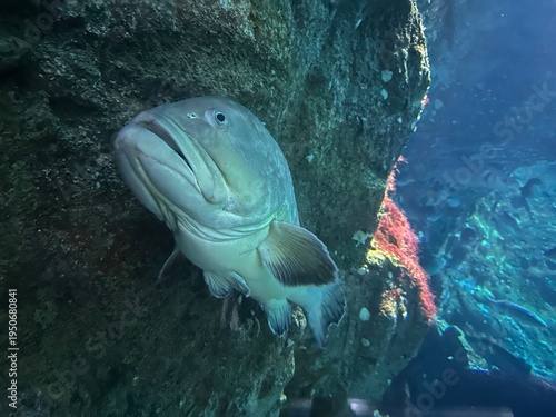 Acquario Marino – Pesci Tropicali e Coralli Colorati