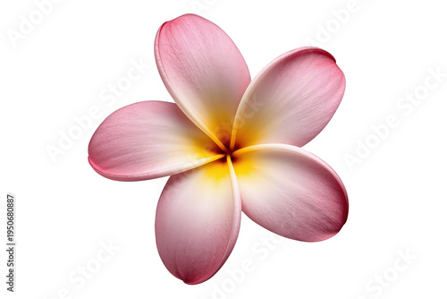 Frangipani plumeria flower showing delicate pink petals with a vibrant yellow center, isolated tropical bloom