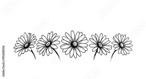 hand drawn daisy flowers illustration a simple and elegant botanical line art border on white perfect for spring design