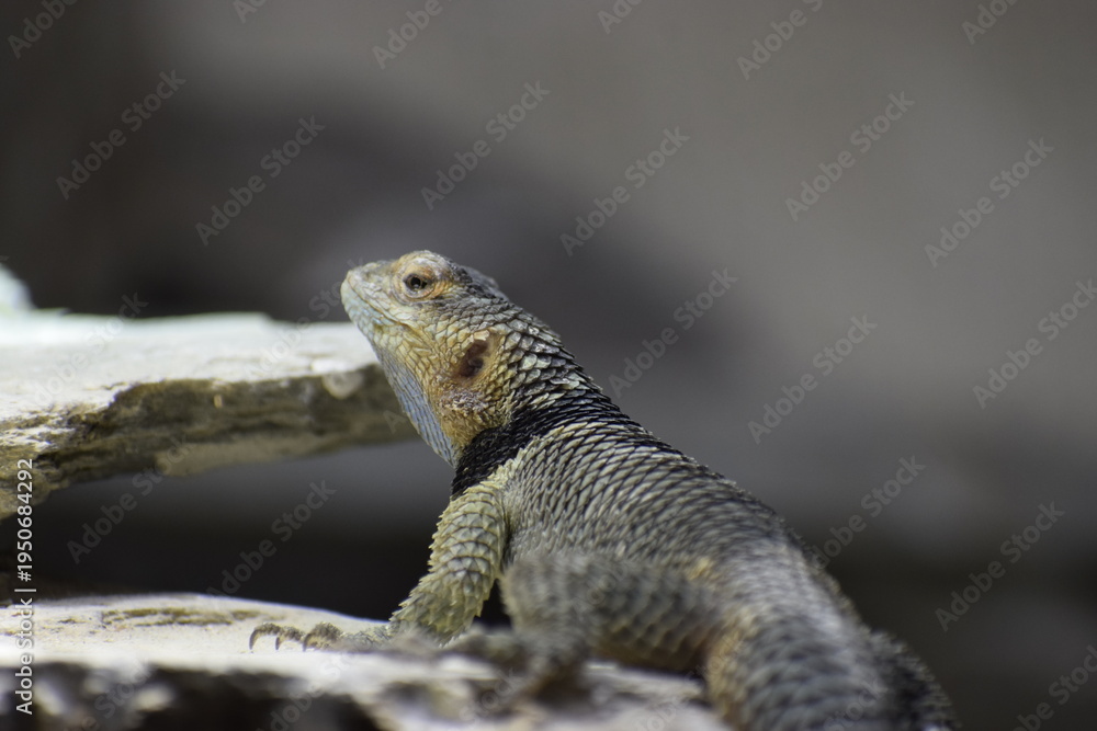 Obraz premium Spiny iguana Sceloporus sitting on surface close up
