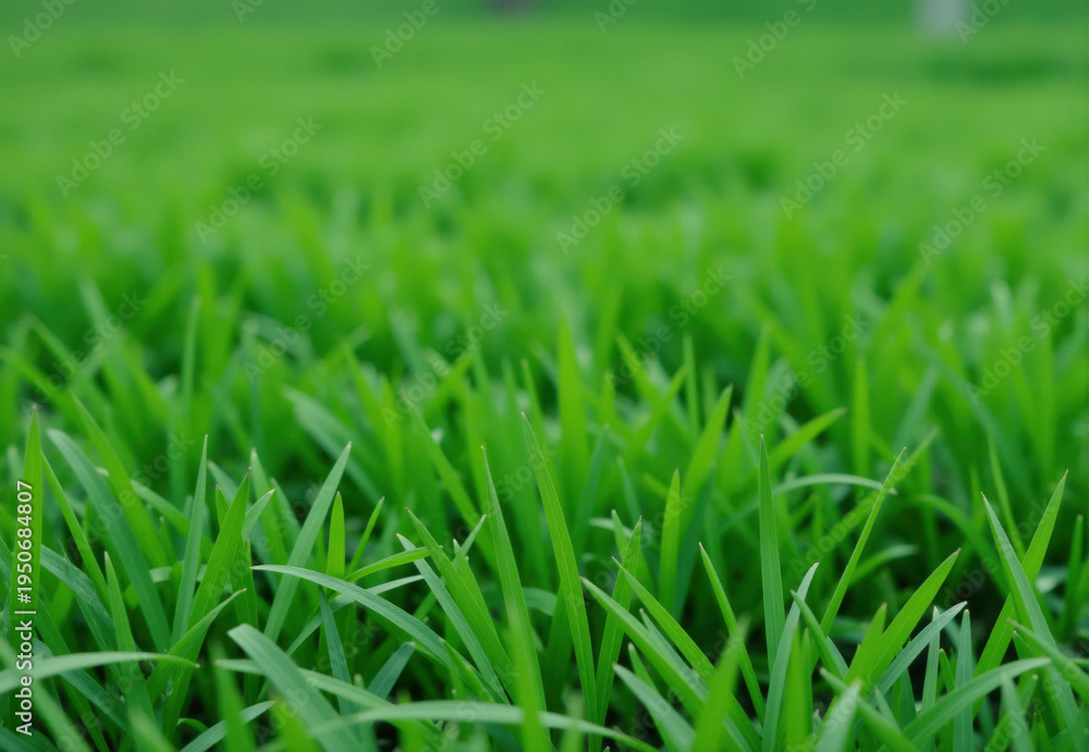 Fototapeta premium Close-up Photograph of Green Grass Blades